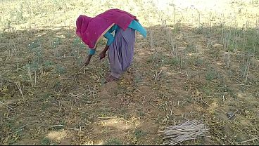 देसी इंडियन बॉयफ्रेंड ने खेत में काम कर रही अपनी जवान गर्लफ्रेंड को जमकर चोदा